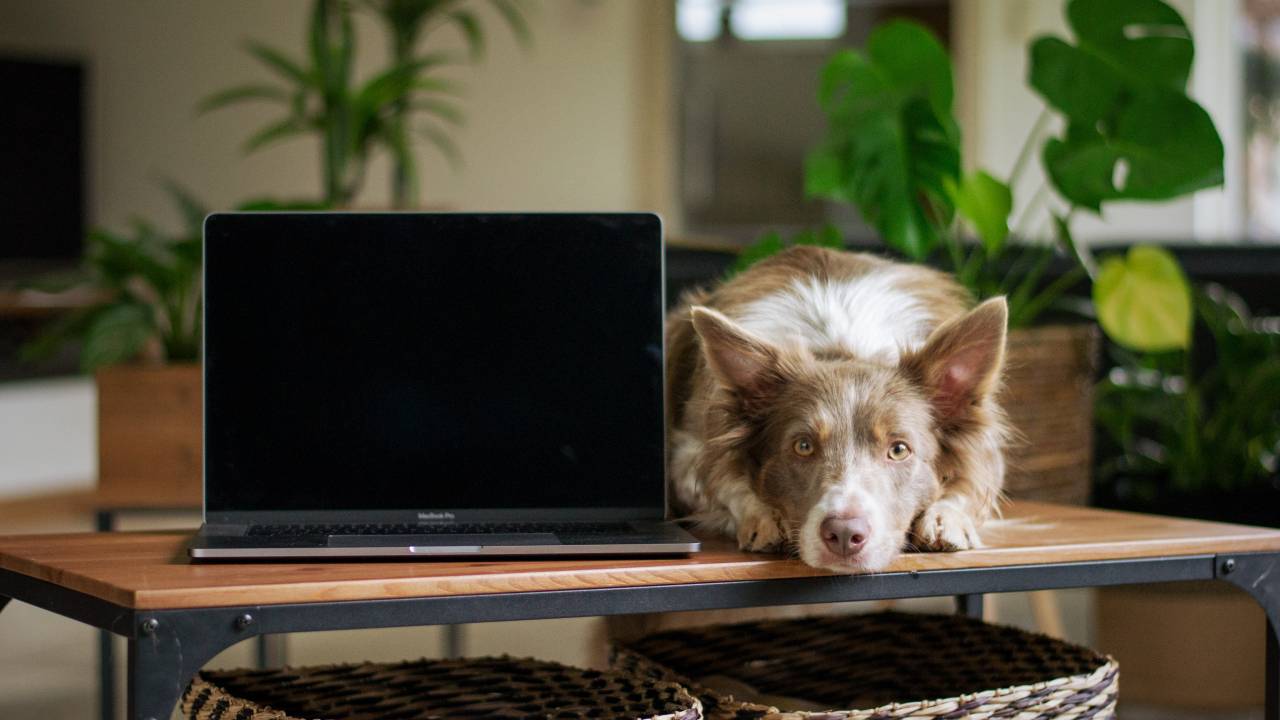 cachorro computador televisão