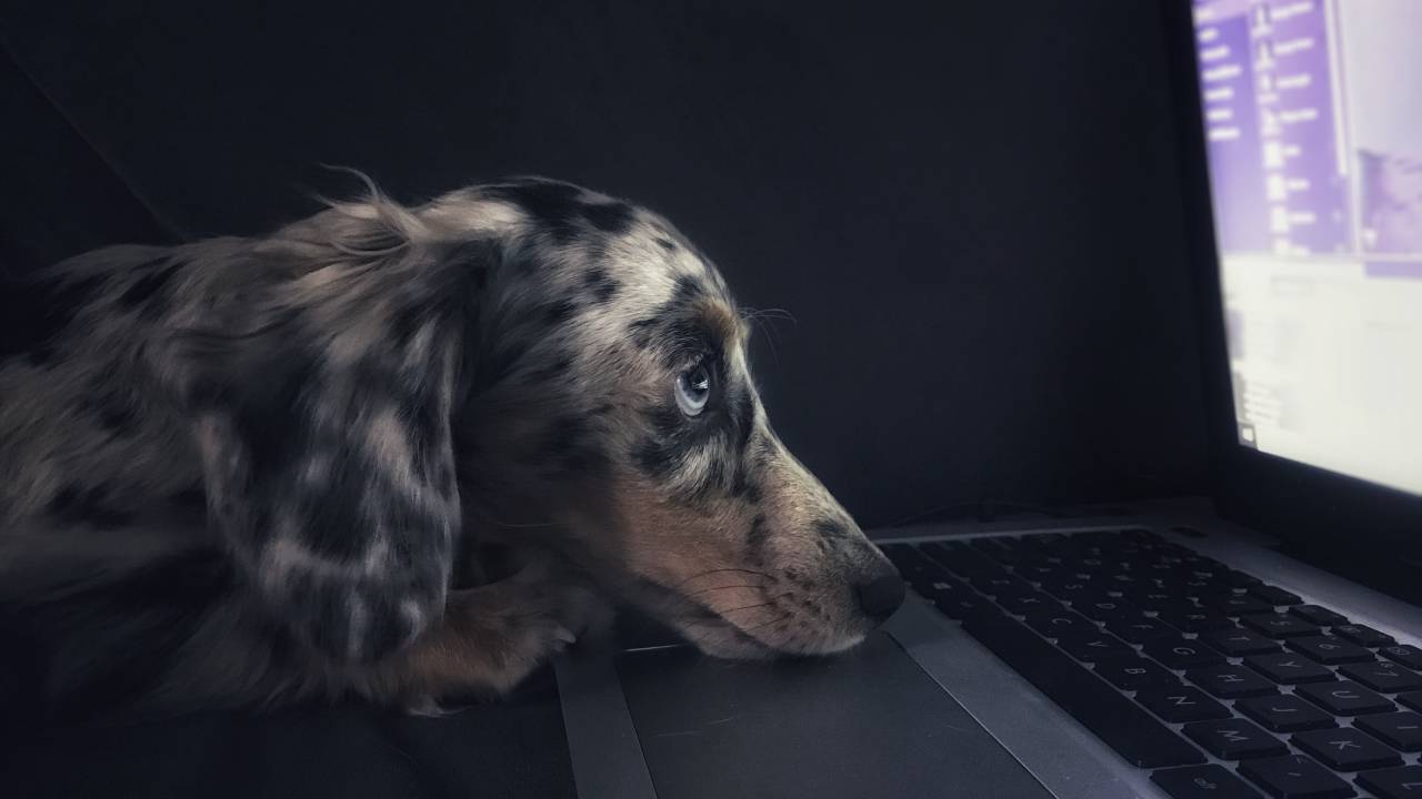 cão triste laptop