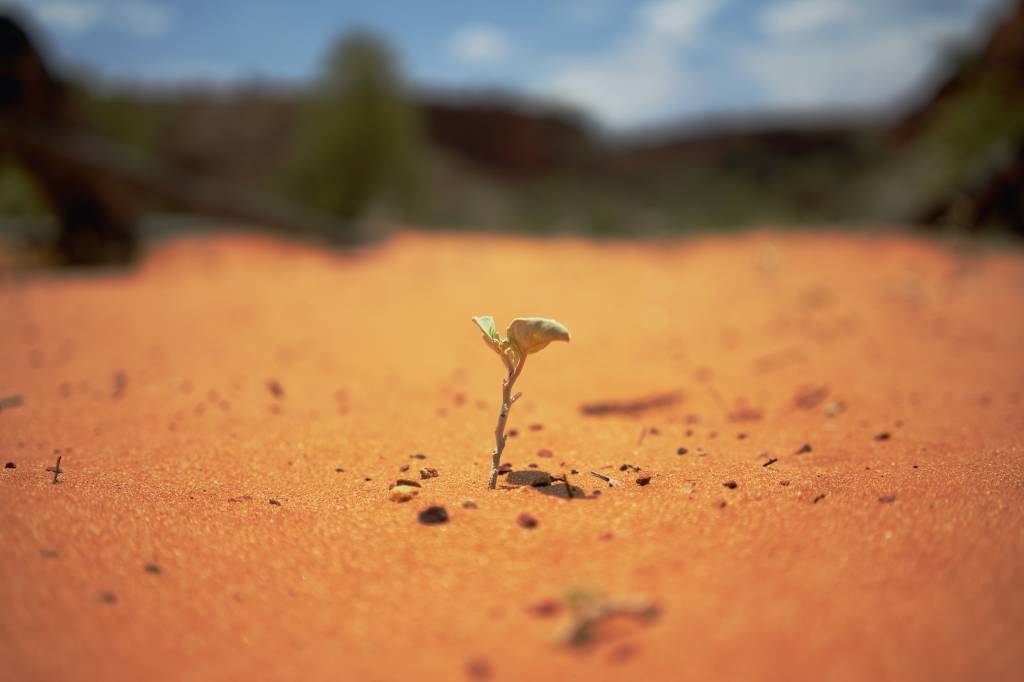 Imagem mostra uma planta nascendo em um solo desértico
