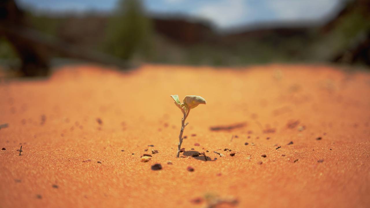 Imagem mostra uma planta nascendo em um solo desértico