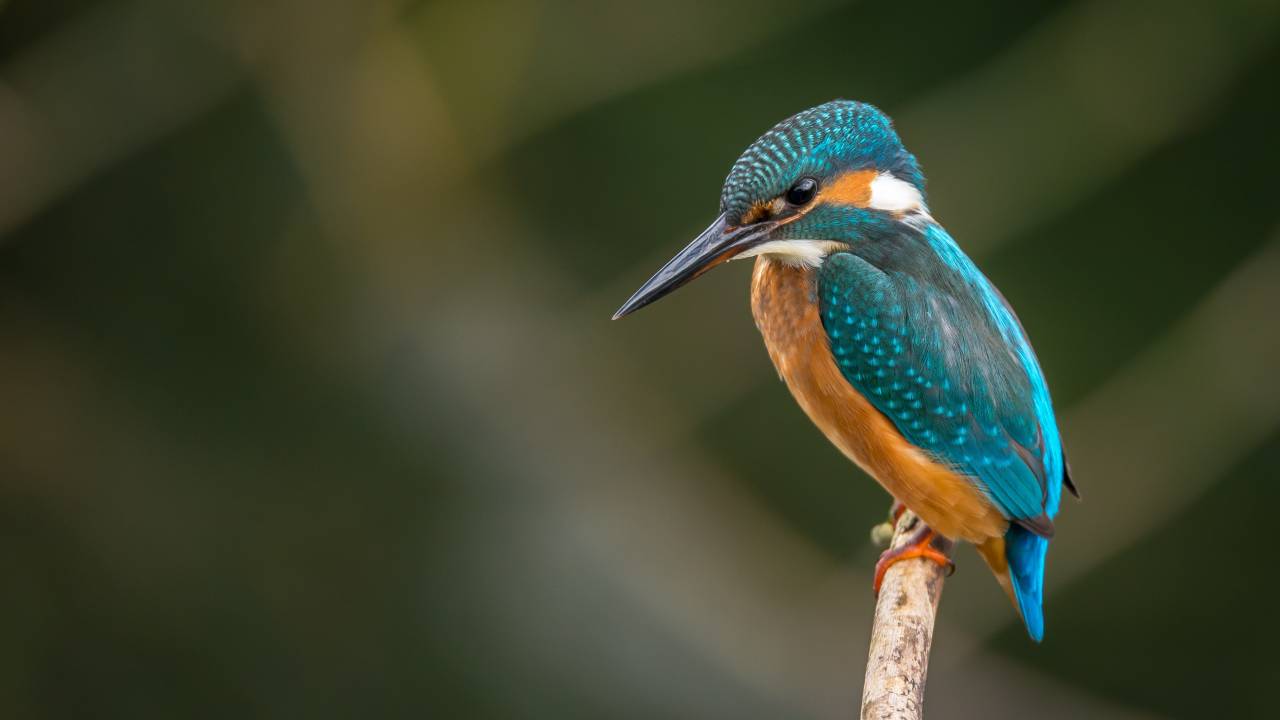 Imagem mostra um pássaro azul e laranja pousado em um galho