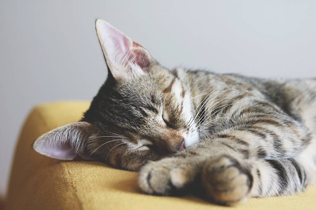 Imagem mostra um gato rajado cinza dormindo