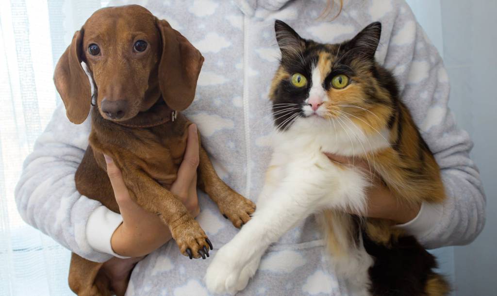 Uma pessoa segura um cachorro em um braço e um gato no outro