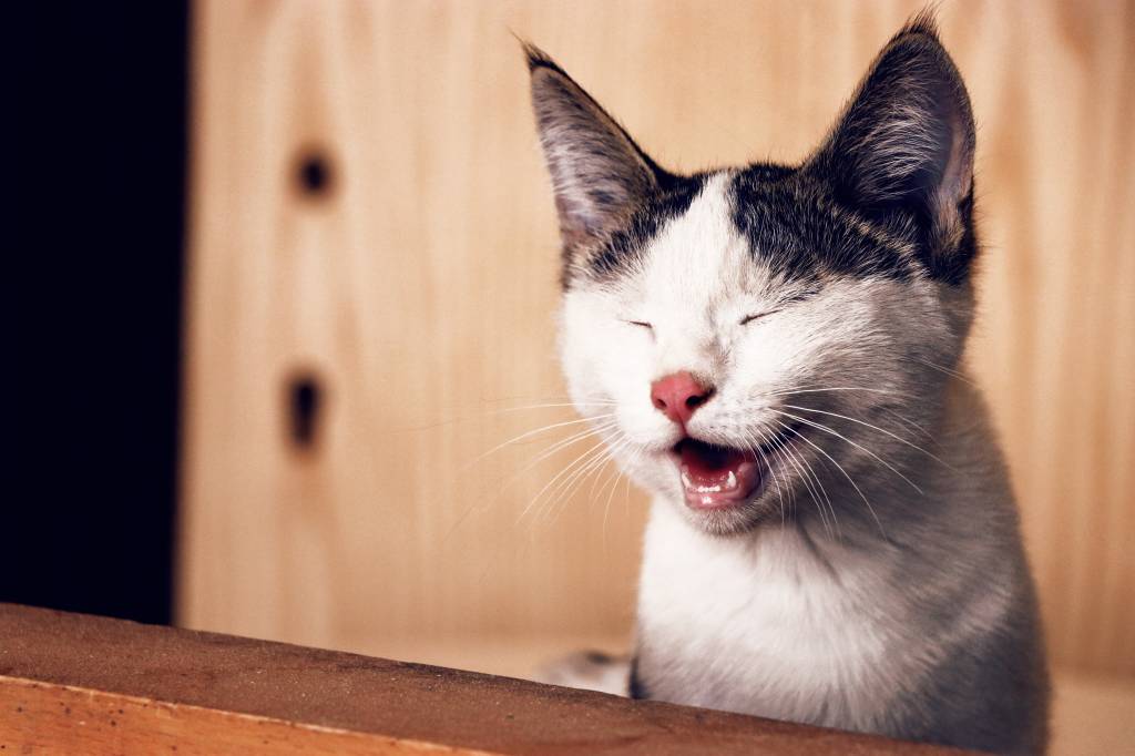 Um gato branco, com manchas cinzas na orelha e nariz rosa abre a boca e fecha os olhos