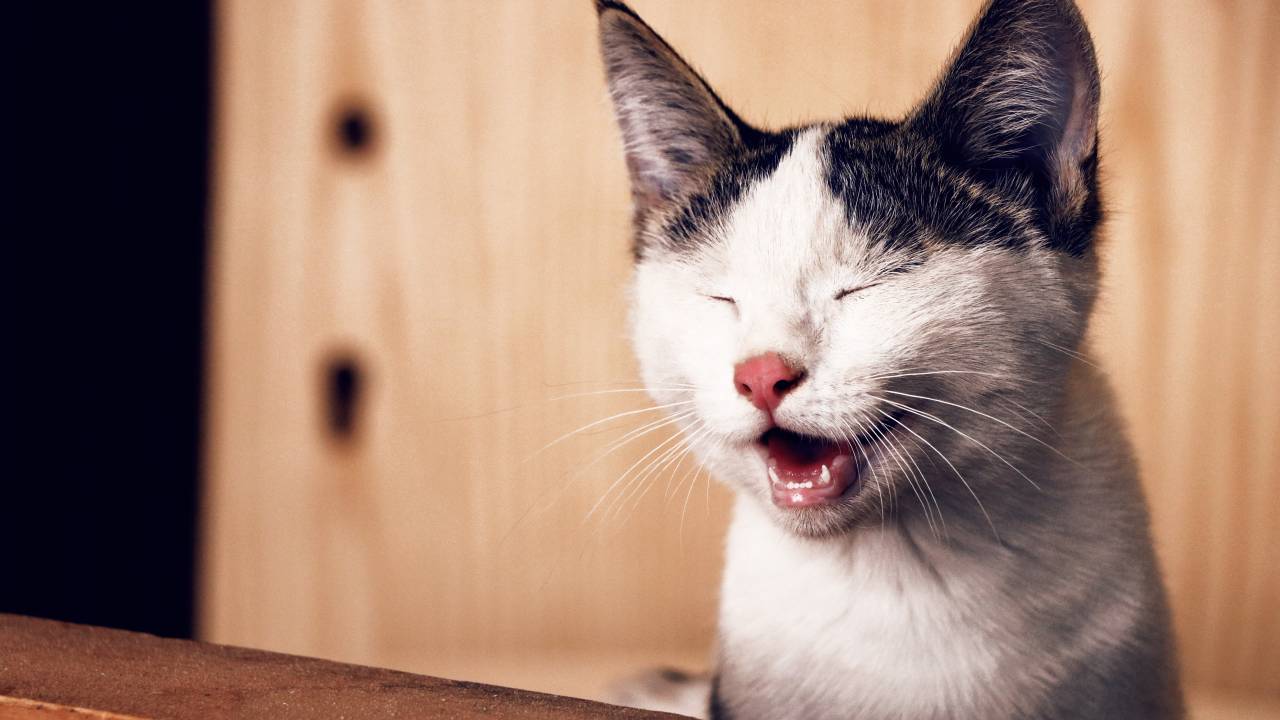 Um gato branco, com manchas cinzas na orelha e nariz rosa abre a boca e fecha os olhos