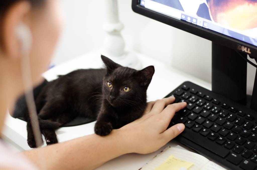 A imagem mostra uma pessoa mexendo no computador, com a mão sobre o teclado. Ao lado está um gato preto apoiando a pata sobre o braço da pessoa.