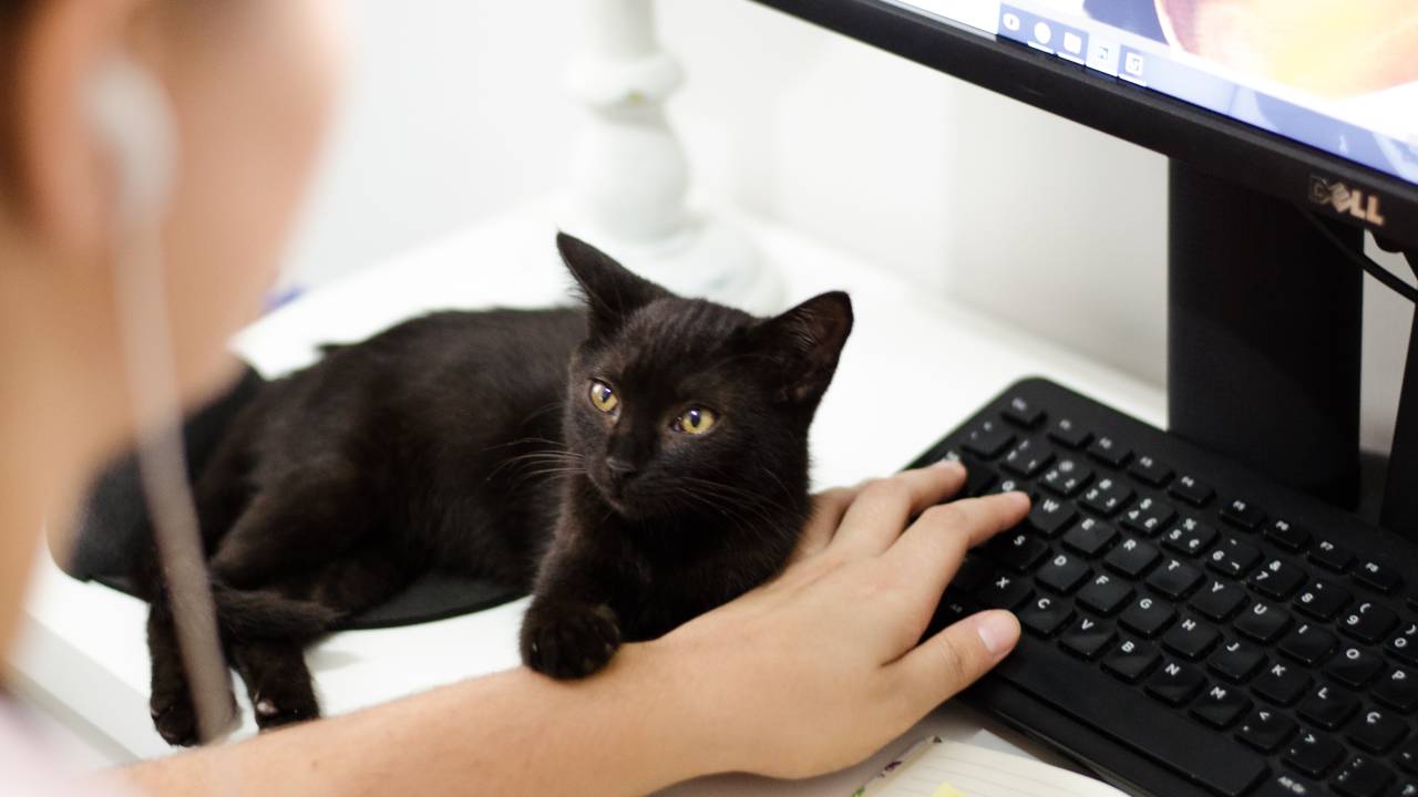 A imagem mostra uma pessoa mexendo no computador, com a mão sobre o teclado. Ao lado está um gato preto apoiando a pata sobre o braço da pessoa.