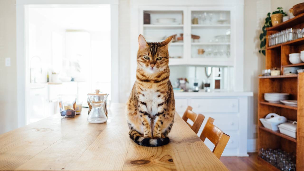 Um gato rajado está sentado sobre a mesa de uma casa. Ele olha para o lado, com um olhar de tédio e cobre as patinhas com o próprio rabo