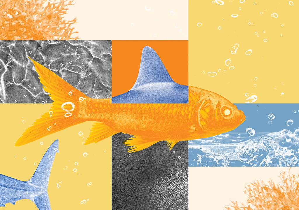 Um peixe está na parte central da imagem e uma barbatana de tubarão está sobrepondo o seu corpo. No fundo, há bolhas de ar e fotografias do oceano.