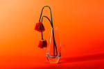 Duas flores murchas em um vaso de flor de vidro em um cenário laranja